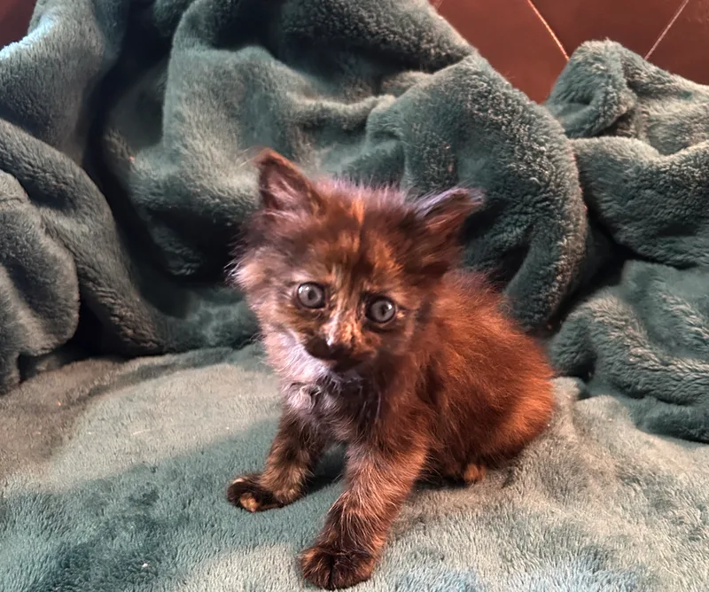 A baby small-sized female Black Tortoiseshell cat named Fauna for adoption