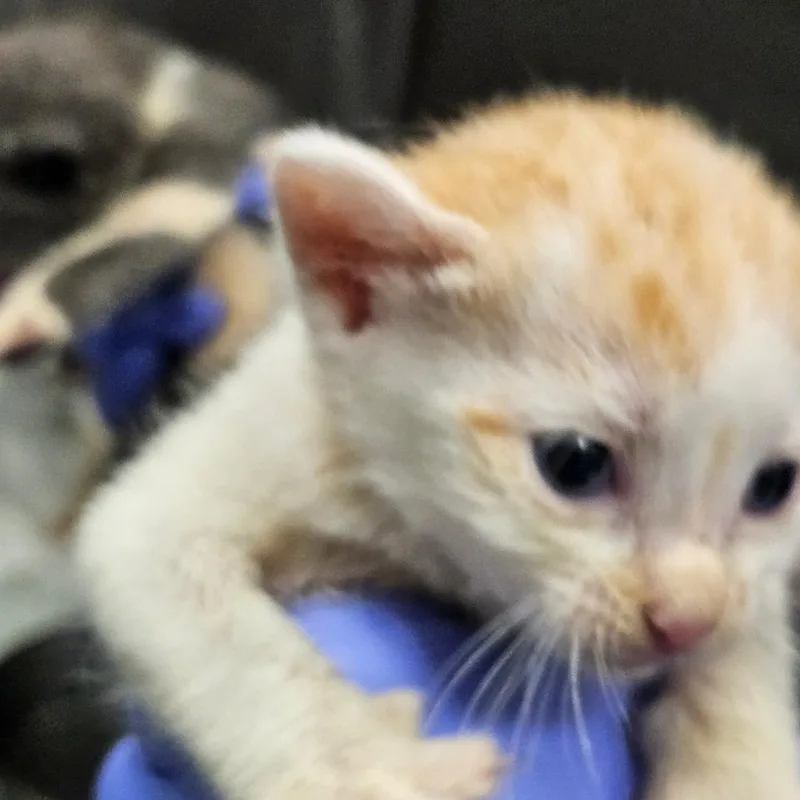 A baby small-sized male White Domestic Short Hair cat named Erik for adoption in Greensboro, NC