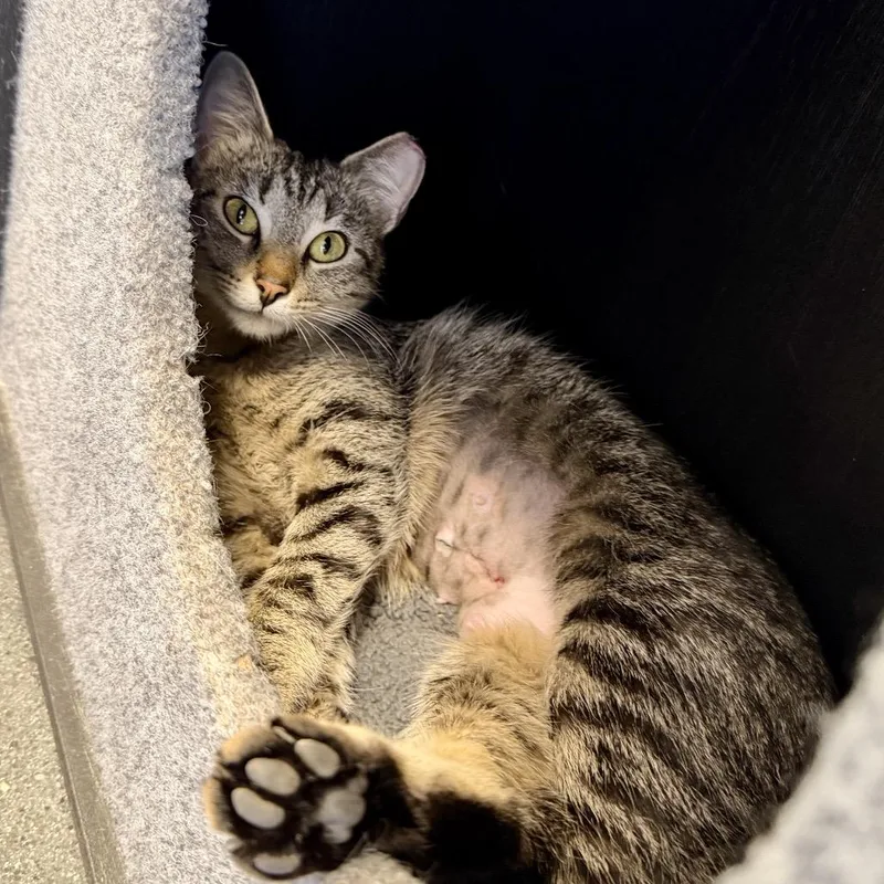 An adult medium-sized female Gray / Blue / Silver Domestic Short Hair cat named Penny Girl for adoption in Franklin, TN