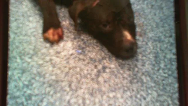 A young medium-sized female Pit Bull Terrier dog named A for adoption in Charlotte, NC