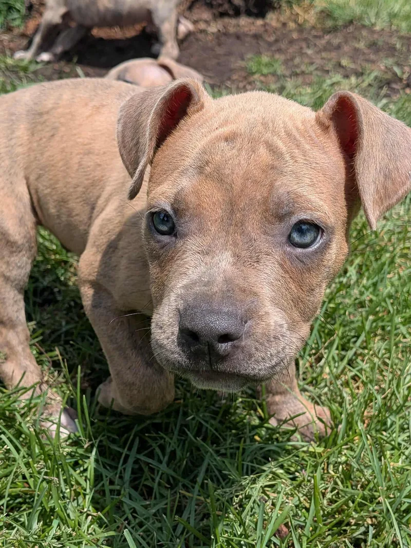 A baby large-sized male Brindle Mixed Breed dog named Alex for adoption in Kenosha, WI