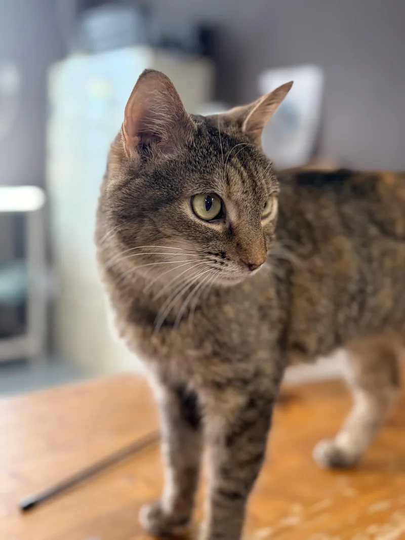 An adult medium-sized female Tabby (Brown / Chocolate) Domestic Short Hair cat named Abra for adoption in Tipp City, OH