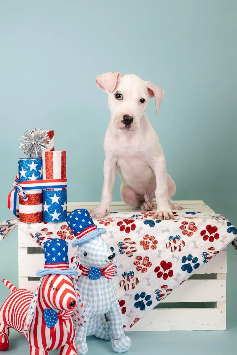 A baby medium-sized male Pit Bull Terrier dog named 541-26 for adoption in Brighton, CO