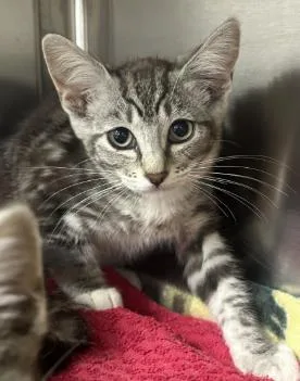 Kiki