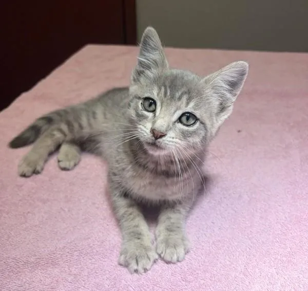 A baby medium-sized male Domestic Short Hair cat named Ribbon for adoption in Oakland, CA