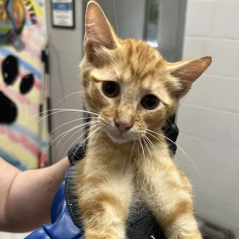 A baby small-sized male Orange / Red Domestic Short Hair cat named Guinness for adoption in Lufkin, TX