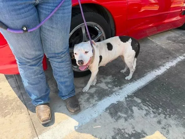 A young medium-sized female Pit Bull Terrier dog named Winter for adoption in Humble, TX