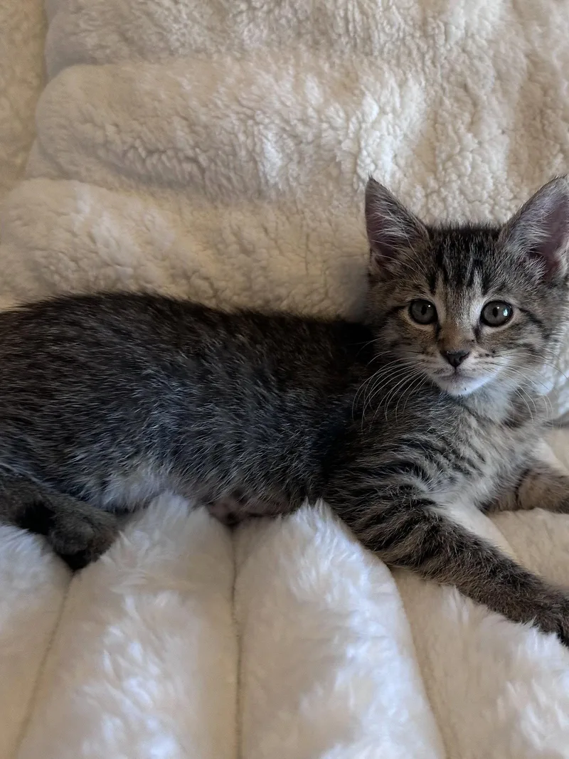 A baby medium-sized female Tabby cat named Lainey for adoption in Vacaville, CA