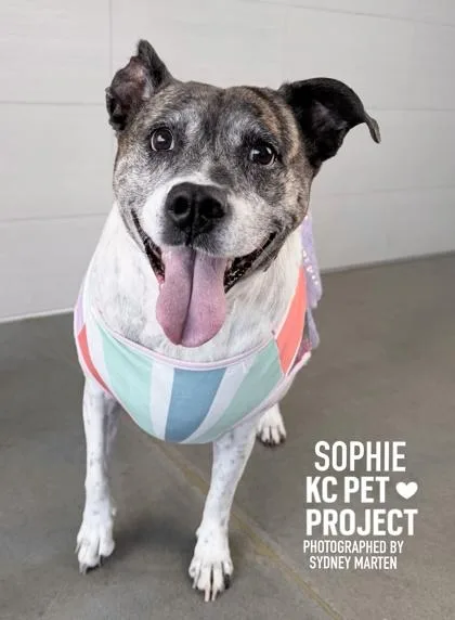 A senior large-sized female White / Cream Mixed Breed dog named Sophie for adoption in Kansas City, MO
