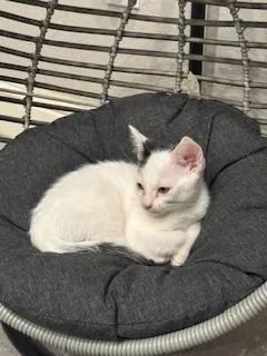 Parmesan thumbnail 2