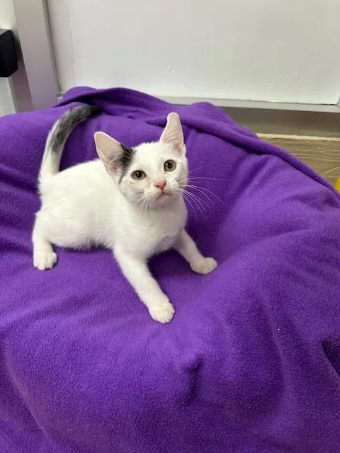 Parmesan thumbnail 3