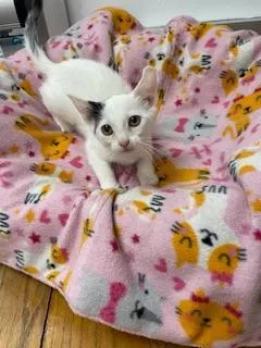 Parmesan thumbnail 4