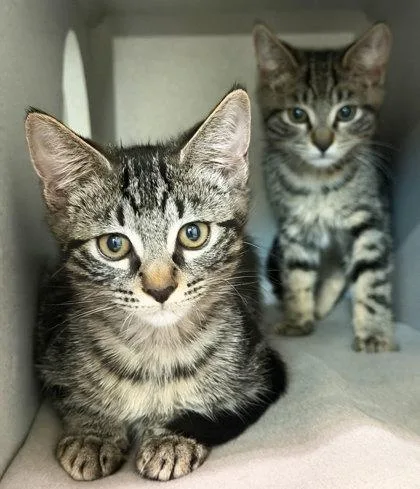 A baby medium-sized male Brown / Chocolate Domestic Short Hair cat named David for adoption in Sacramento, CA