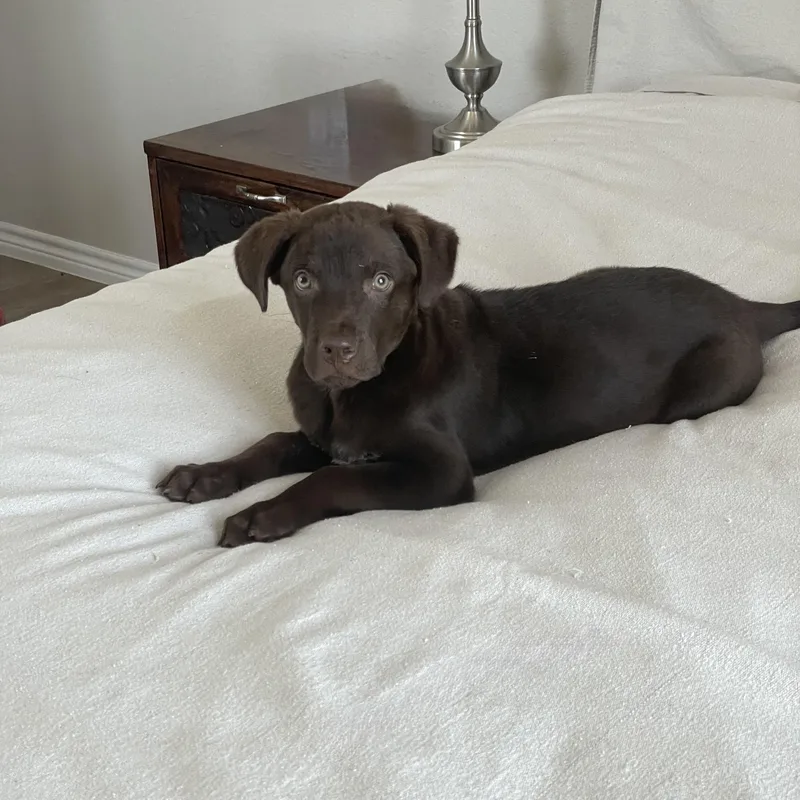 A baby medium-sized male Brown / Chocolate Chocolate Labrador Retriever dog named Snuggly Tater for adoption in Burlington, NC