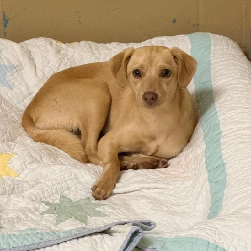 A young small-sized female Yellow / Tan / Blond / Fawn Mixed Breed dog named Matilda for adoption in Newark, NJ