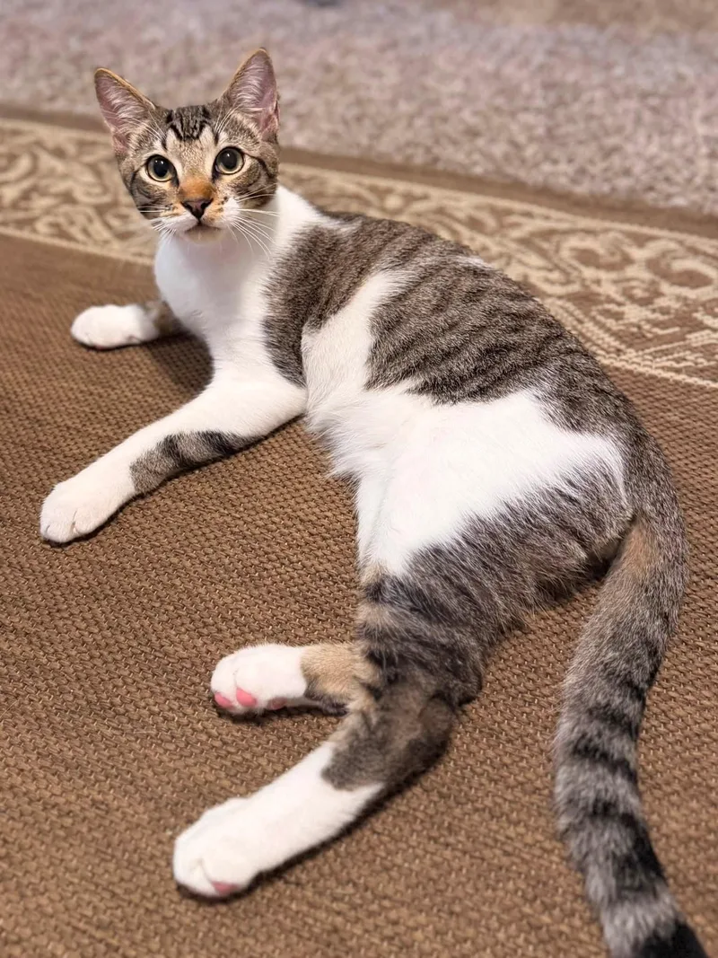 A baby medium-sized male Tabby (Brown / Chocolate) Domestic Short Hair cat named Blaze for adoption in Houston, TX
