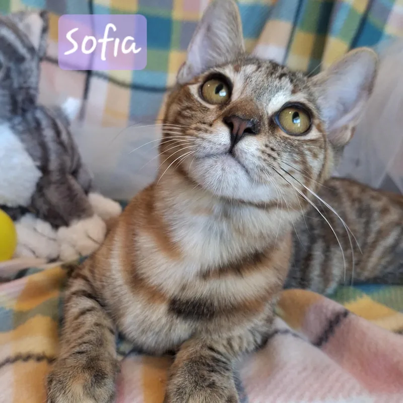 A baby small-sized female Calico cat named :::sofia::: for adoption in Yorba Linda, CA