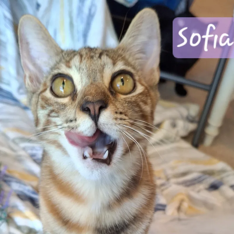 :::sofia::: thumbnail 3
