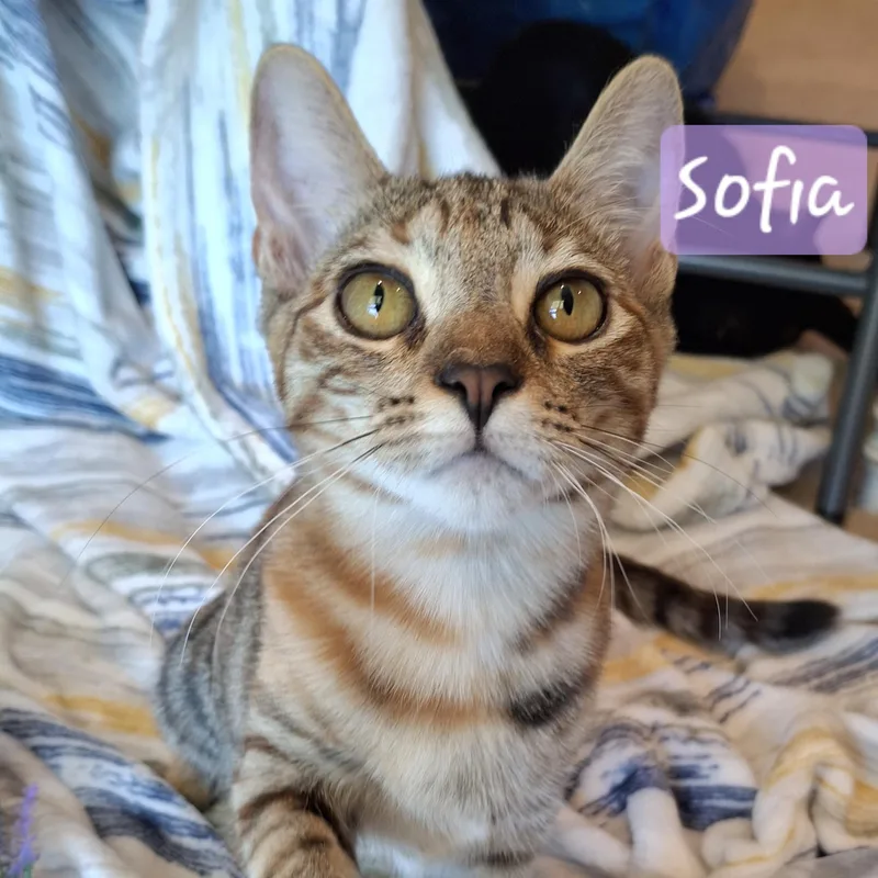 :::sofia::: thumbnail 4