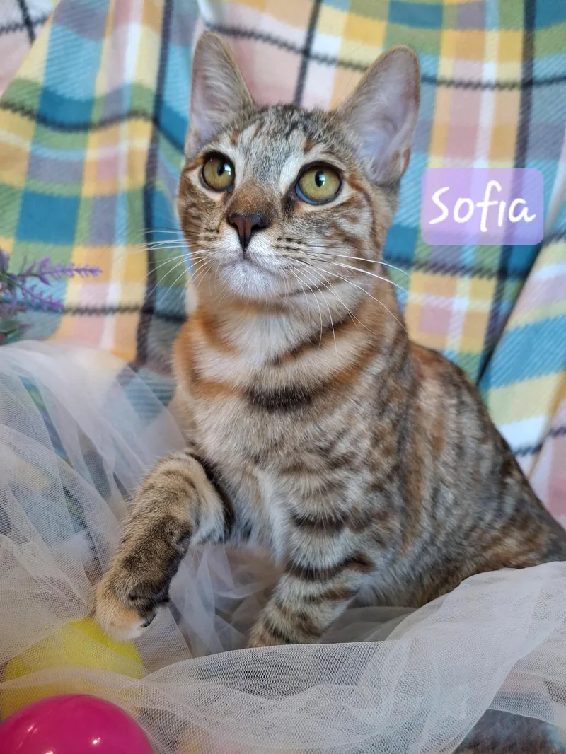 :::sofia::: thumbnail 6