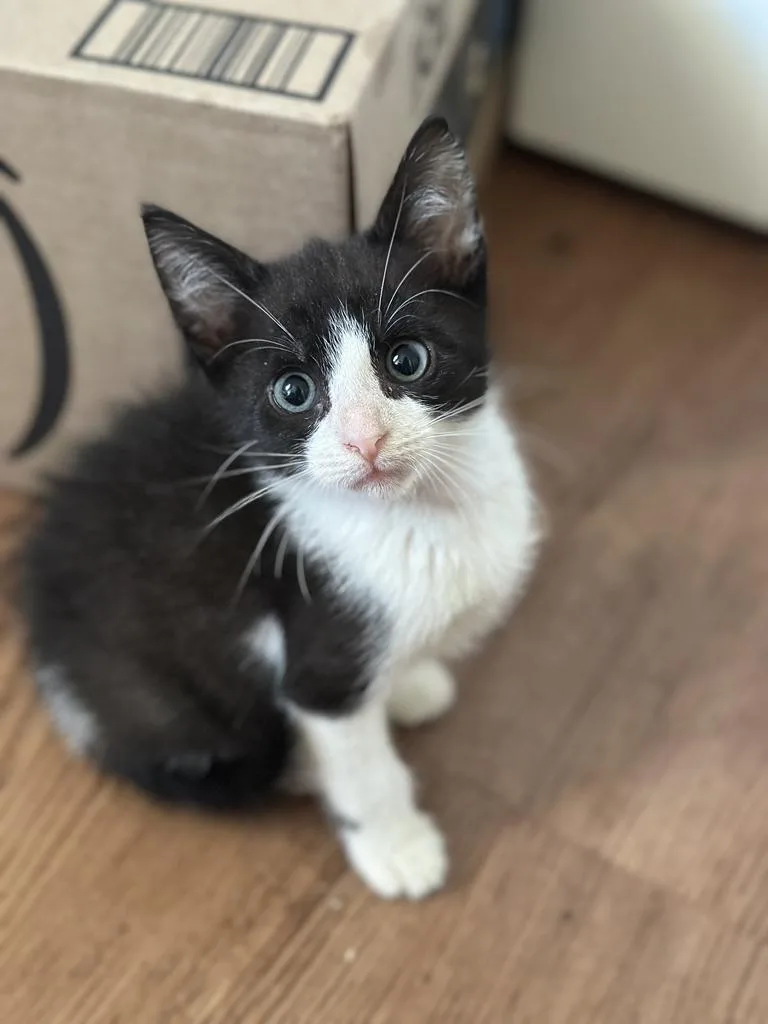 A baby medium-sized male Domestic Short Hair cat named Abu Dhabi for adoption in Florence, SC