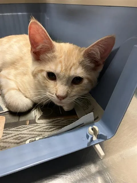 A baby small-sized male Domestic Short Hair cat named Jack for adoption in Long Beach, CA