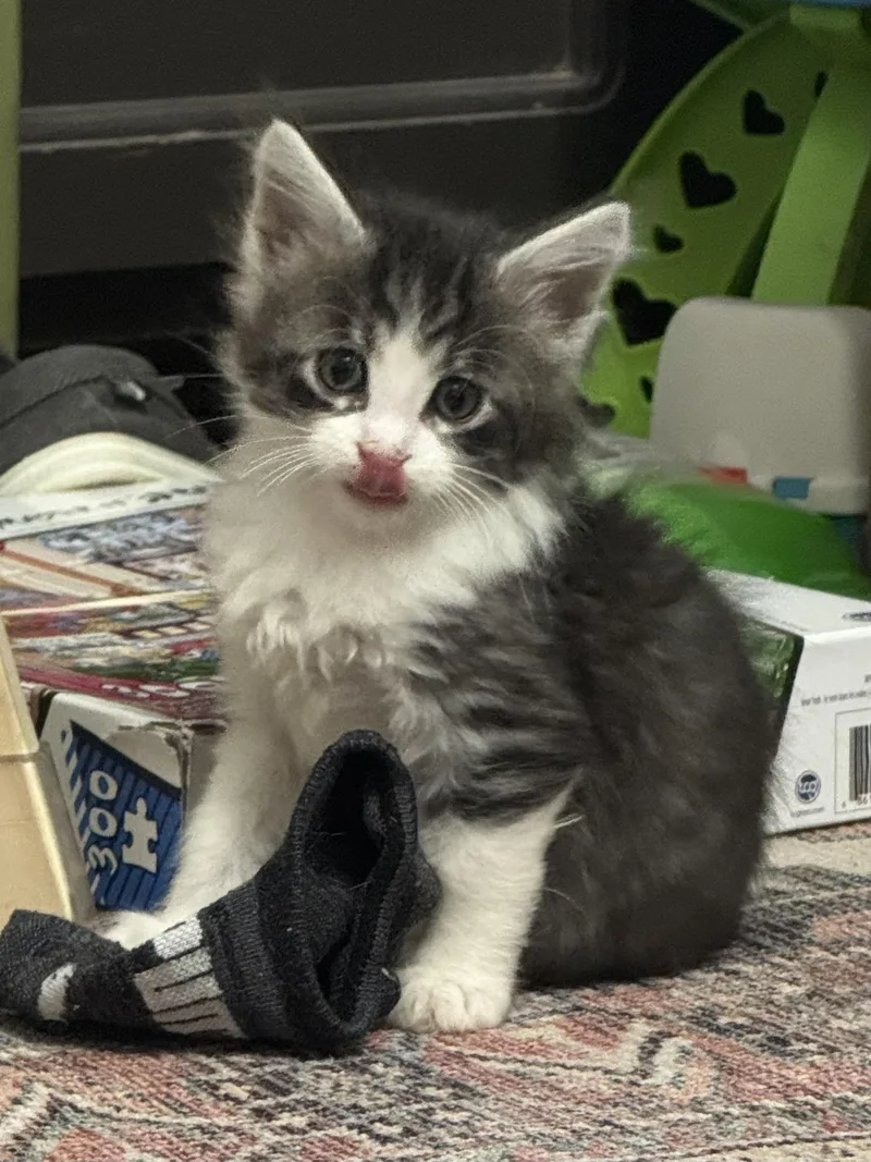 A baby medium-sized male Tabby (Gray / Blue / Silver) Domestic Short Hair cat named Hamper for adoption in Fruit Heights, UT