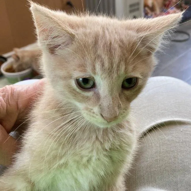 A baby small-sized male Tabby (Buff / Tan / Fawn) Domestic Short Hair cat named Trey for adoption in Rochester, MN