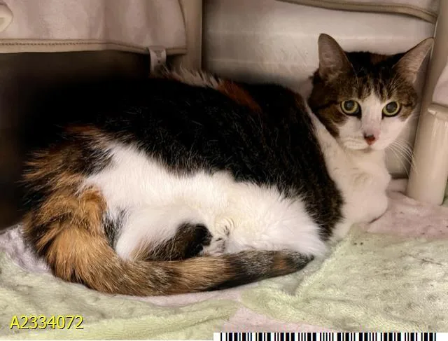 An adult large-sized female Domestic Short Hair cat named Coco for adoption in West Palm Beach, FL