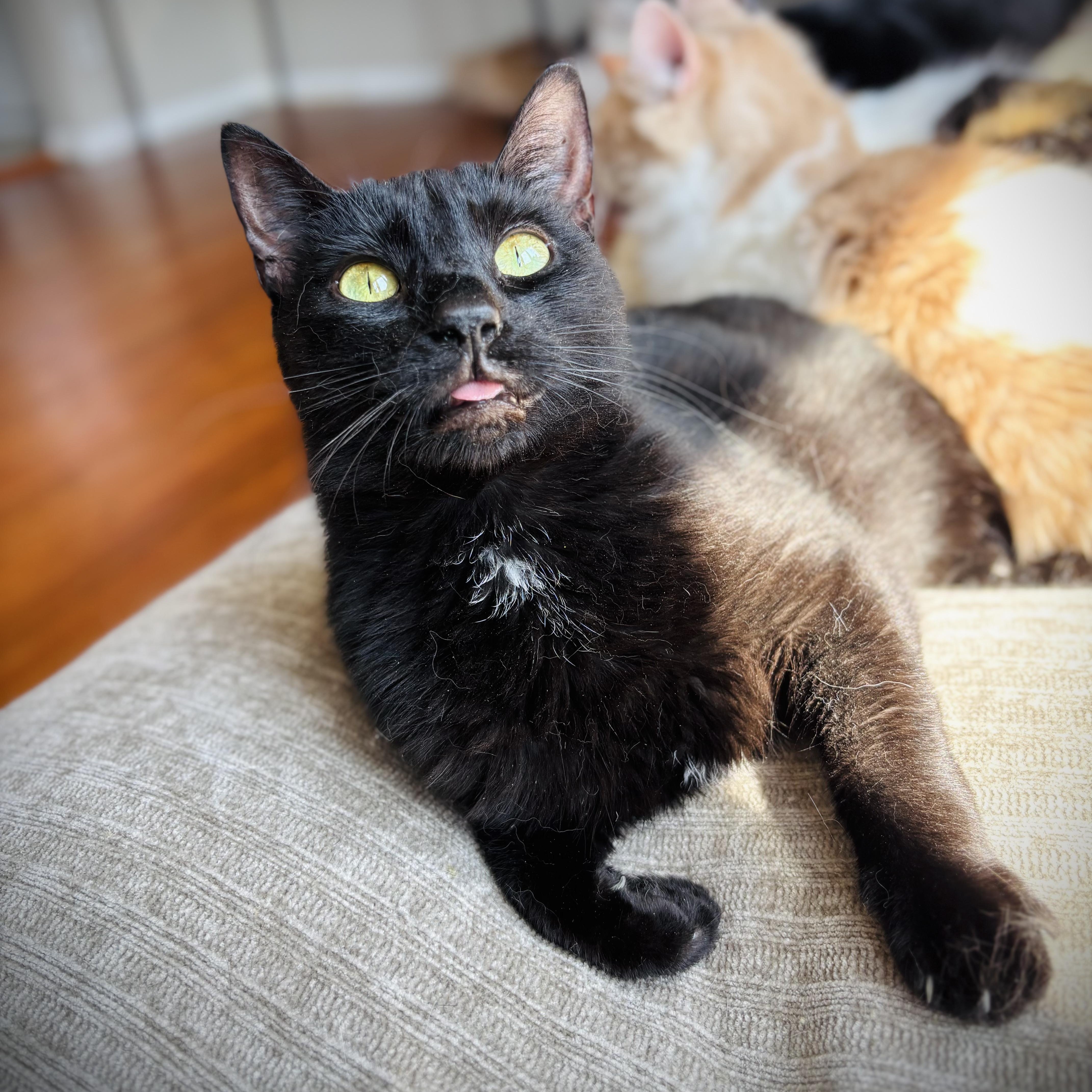 An adult medium-sized female Black Domestic Short Hair cat named Maggie Mae for adoption in Buffalo, NY