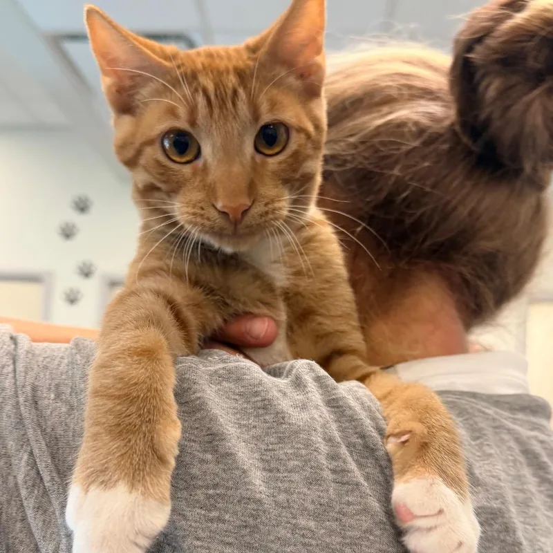 A young small-sized male Domestic Short Hair cat named Cresent for adoption in Horn Lake, MS