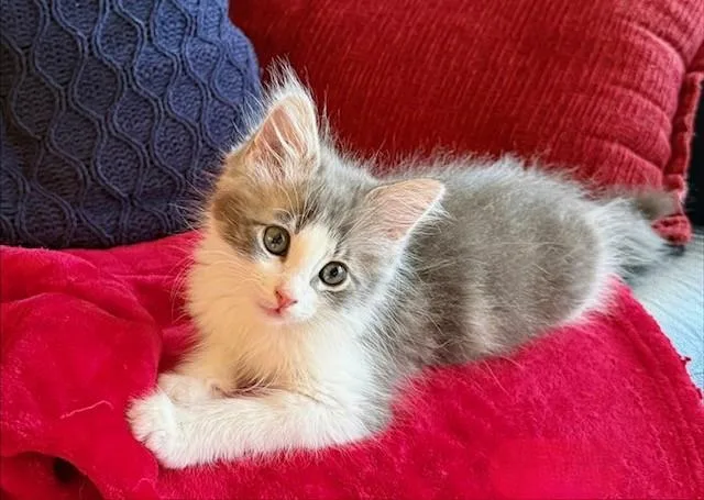 A baby small-sized male Domestic Short Hair cat named Bailey for adoption in Tustin, CA