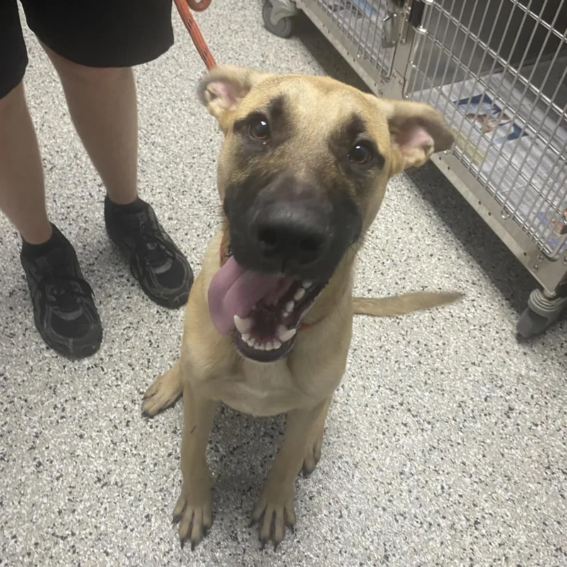A young medium-sized male Yellow / Tan / Blond / Fawn Belgian Shepherd / Malinois dog named Newt for adoption in Hattiesburg, MS