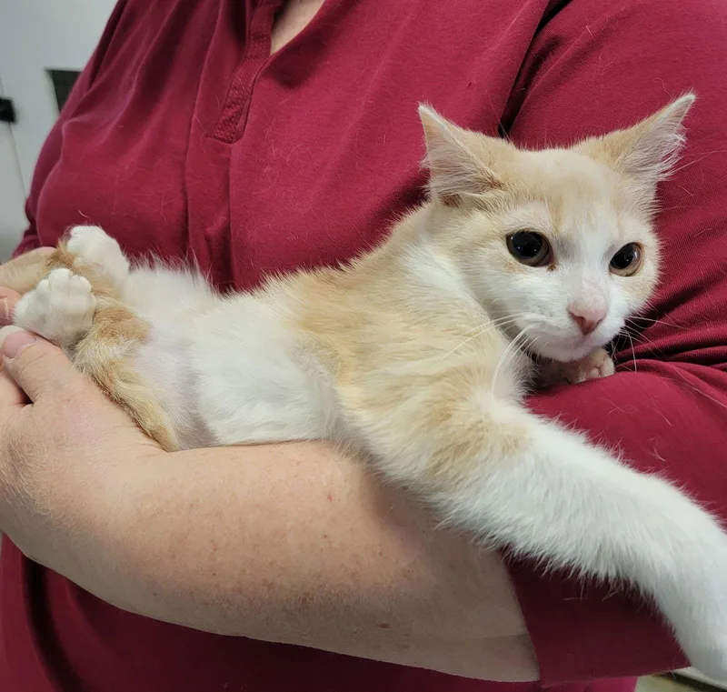 Tippy Tunnelwhiz thumbnail 3