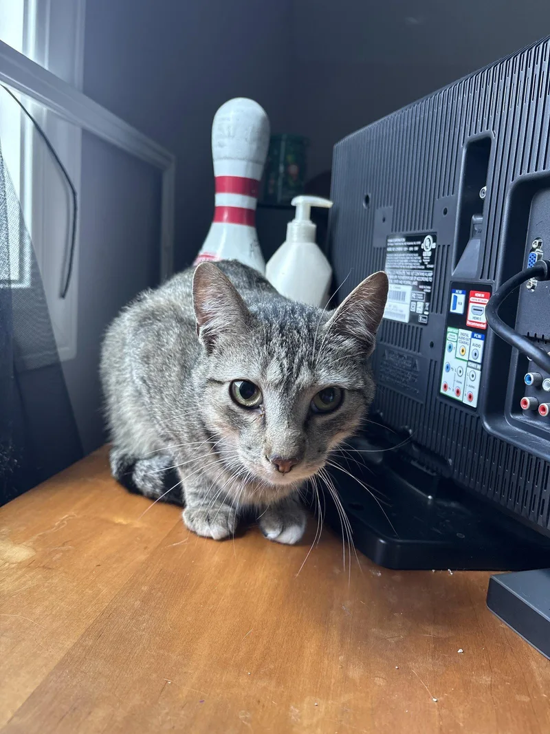 An adult medium-sized male Domestic Short Hair cat named Simba for adoption in White Bluff, TN