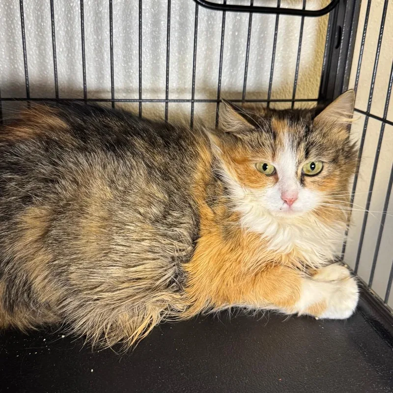 A young medium-sized female Domestic Medium Hair cat named Lindi for adoption in Saginaw, MI