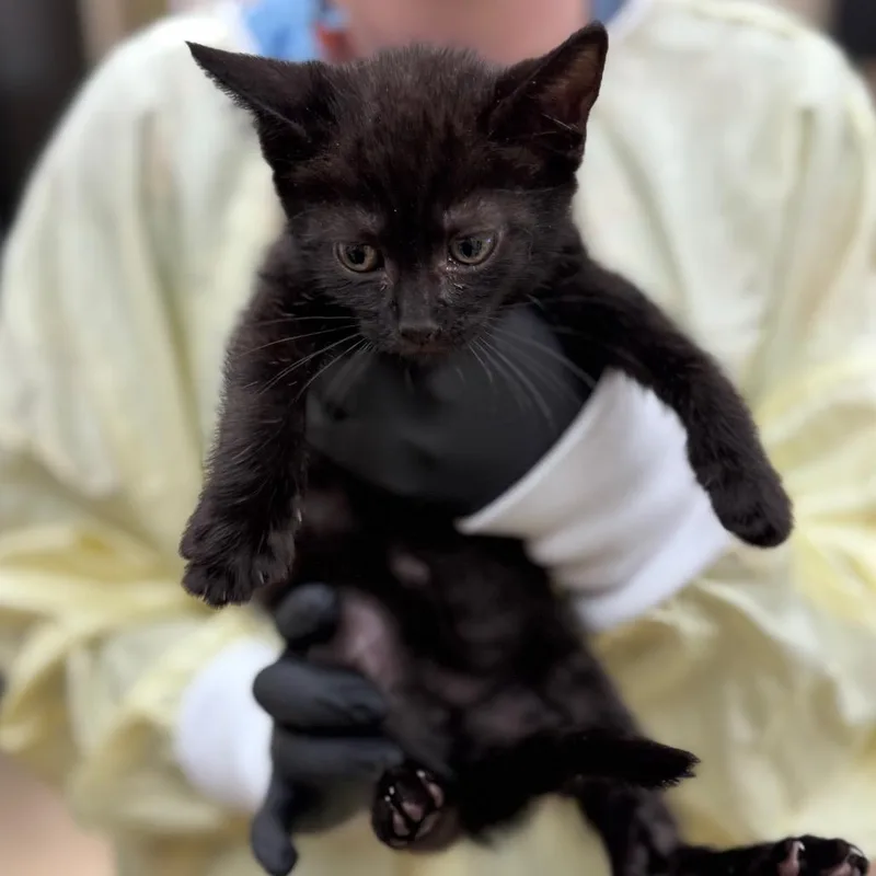 A baby small-sized male Black Domestic Short Hair cat named Calliope for adoption in Winston-Salem, NC