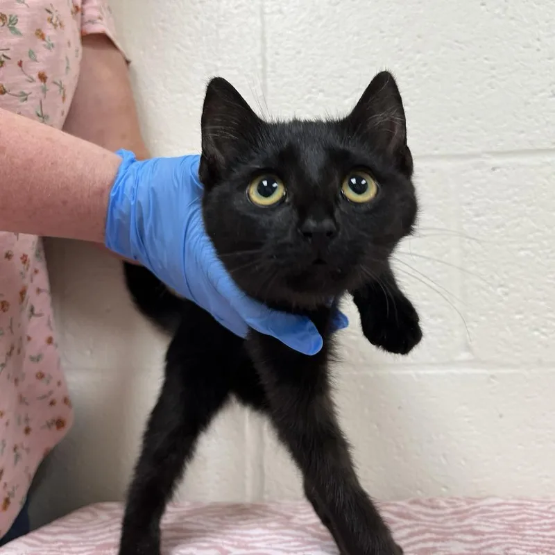 A baby small-sized female Black Domestic Short Hair cat named SVASStray for adoption in Verona, VA