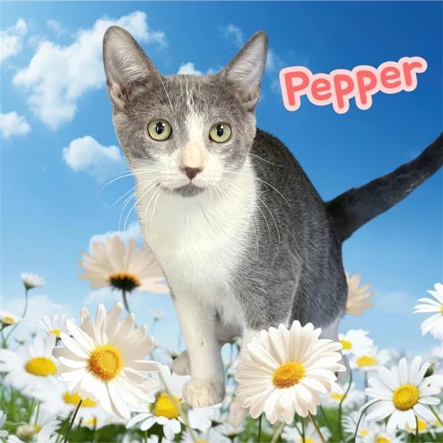 A baby small-sized male Domestic Short Hair cat named Pepper for adoption in Visalia, CA
