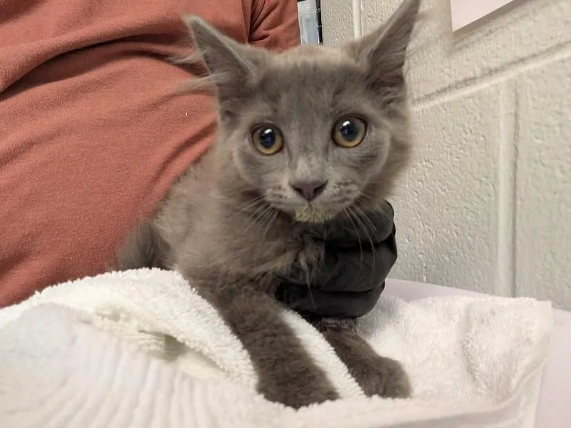 A young small-sized male Gray / Blue / Silver Domestic Long Hair cat named Calcifer for adoption in Cincinnati, OH