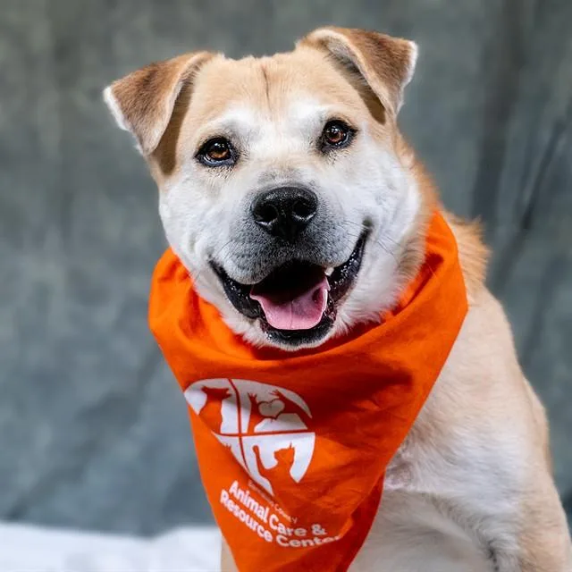 An adult large-sized male Shiba Inu dog named Chip for adoption in Albuquerque, NM