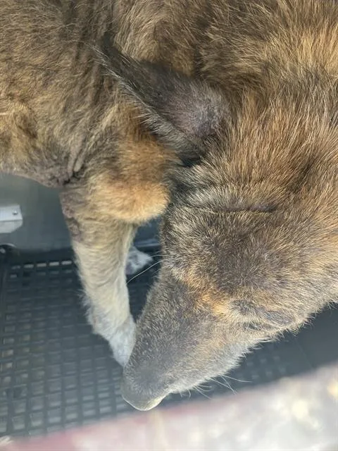 A senior large-sized male Mixed Breed dog named Alaska for adoption in Dallas, TX