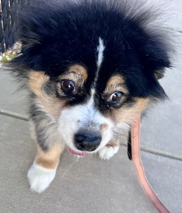 An adult medium-sized female Australian Shepherd dog named Lexie for adoption in Millersville, MD