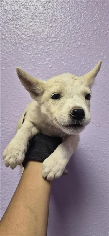 A baby small-sized female White / Cream Siberian Husky dog named Loba. for adoption in El Paso, TX