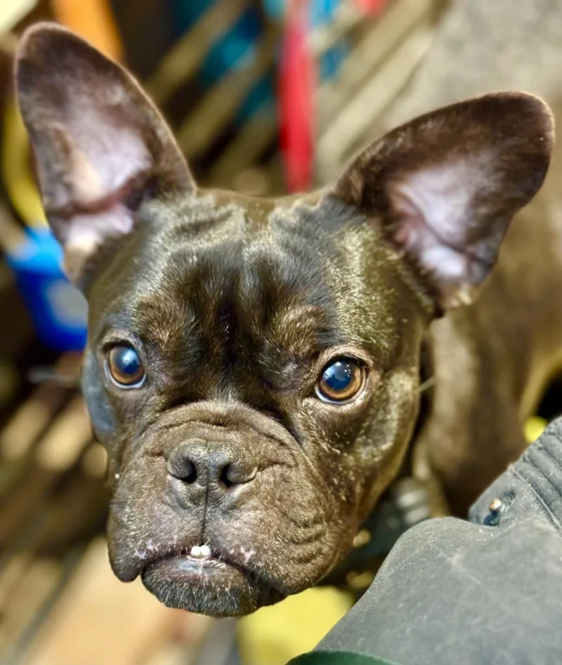 An adult medium-sized female French Bulldog dog named Moxie  Sponsored By for adoption in Newberg, OR