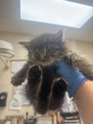 A baby small-sized female Domestic Long Hair cat named Ragetti for adoption in Westland, MI