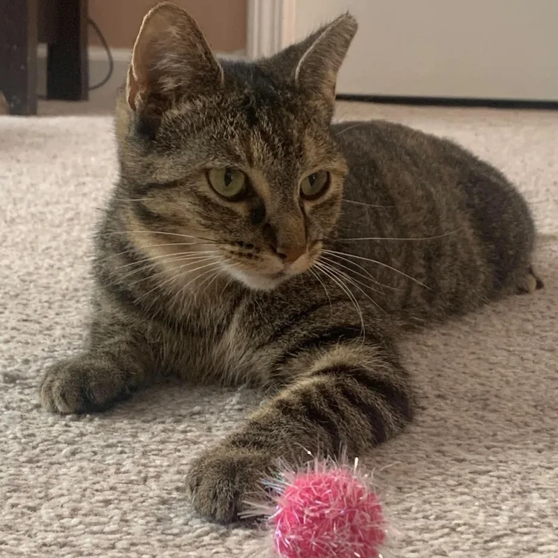 A young medium-sized female Tabby (Brown / Chocolate) Tabby cat named Minnie for adoption in Fairborn, OH