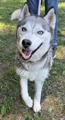 An adult medium-sized female Gray / Blue / Silver Husky dog named Sky for adoption in Tappahannock, VA