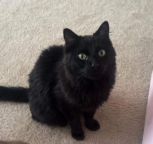An adult medium-sized male Domestic Medium Hair cat named Anubis for adoption in Des Moines, IA