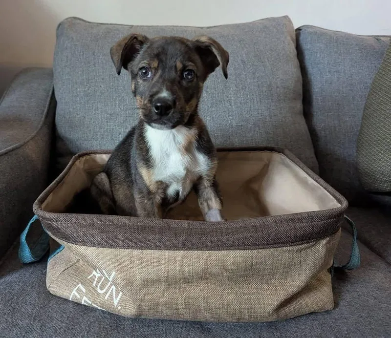 A baby large-sized male Husky dog named Faithful Forester for adoption in Newport, KY